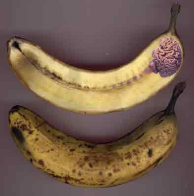 Banane-en-coupe.jpg