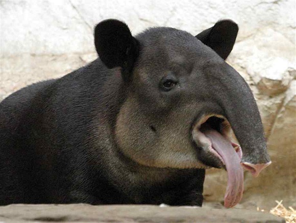 BernardTapir.jpg