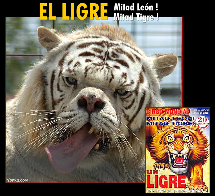 EL_LIGRE.jpg