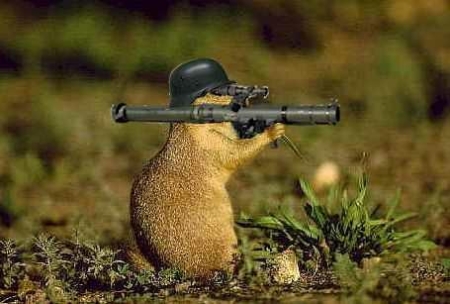 EcureuilMechant001.jpg