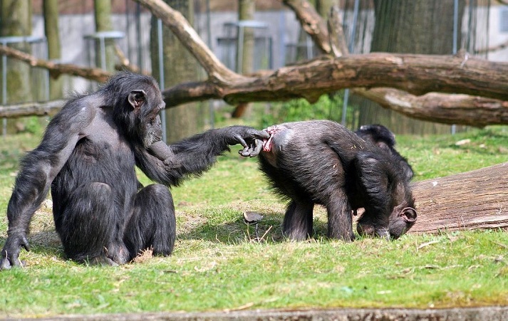 singe-doigt-cul.jpg